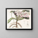 Sir Richard Brooks - Sydenham Edwards's Plant painting — framed artwork on a wall