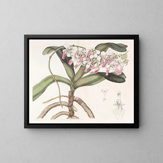 Sir Richard Brooks - Sydenham Edwards's Plant painting — framed artwork on a wall