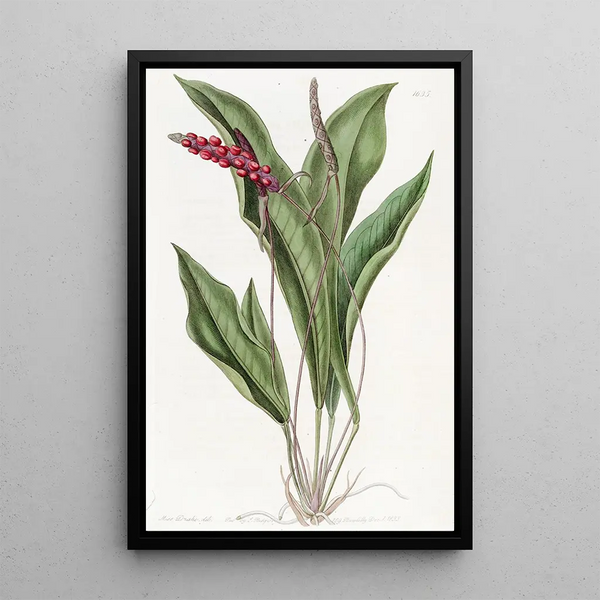 Anthurium élancé - Sydenham Edwards — framed artwork on a wall