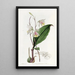 Bletia élancée - Sydenham Edwards — framed artwork on a wall