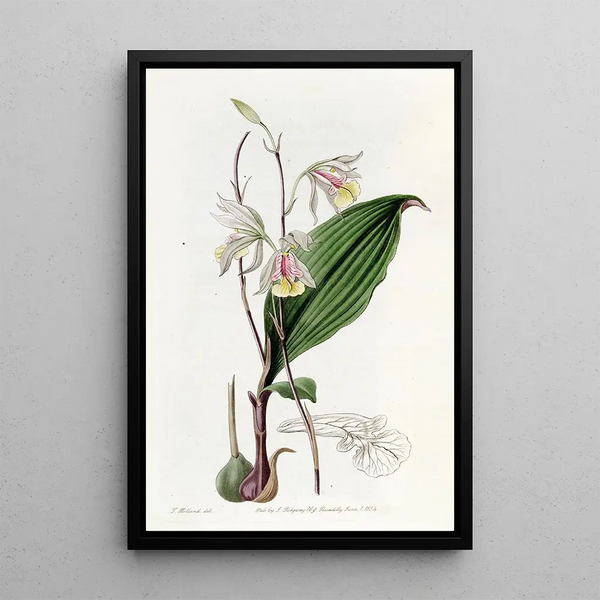 Bletia élancée - Sydenham Edwards — framed artwork on a wall