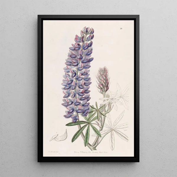 Lupin with elongated fruits - Sydenham Edwards — framed artwork on a wall
