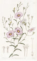 Nierembergia à tiges élancées - Sydenham Edwards — artwork view