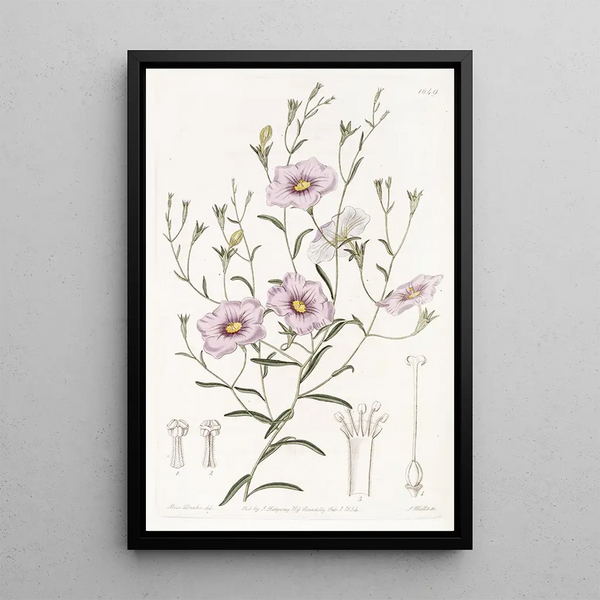 Nierembergia à tiges élancées - Sydenham Edwards — framed artwork on a wall