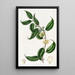 Sphrostema à petites fleurs - Sydenham Edwards — framed artwork on a wall