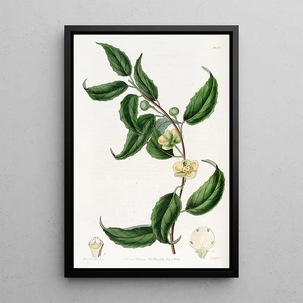 Sphrostema à petites fleurs - Sydenham Edwards — framed artwork on a wall