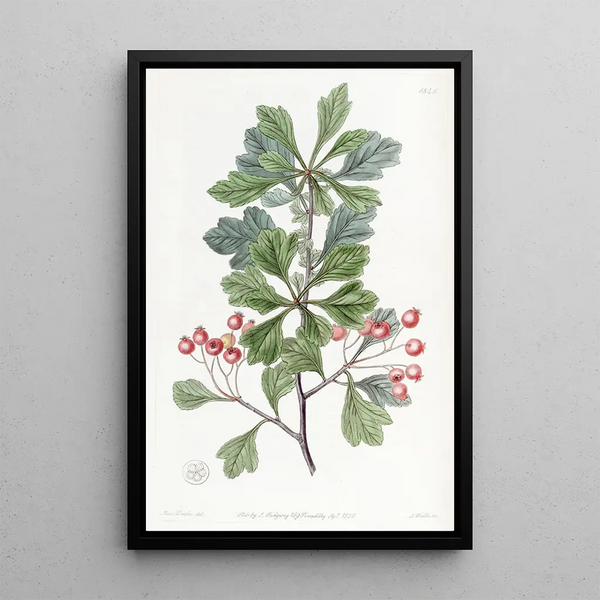 Thorn with Small Fruits - Sydenham Edwards — framed artwork on a wall