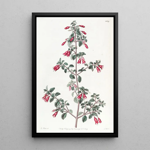 Fuchsia painting with small leaves - Sydenham Edwards — framed artwork on a wall