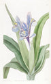 Iris painting with small wings - Sydenham Edwards — artwork view