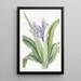 Iris painting with small wings - Sydenham Edwards — framed artwork on a wall