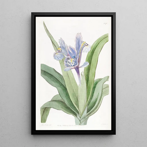 Iris painting with small wings - Sydenham Edwards — framed artwork on a wall