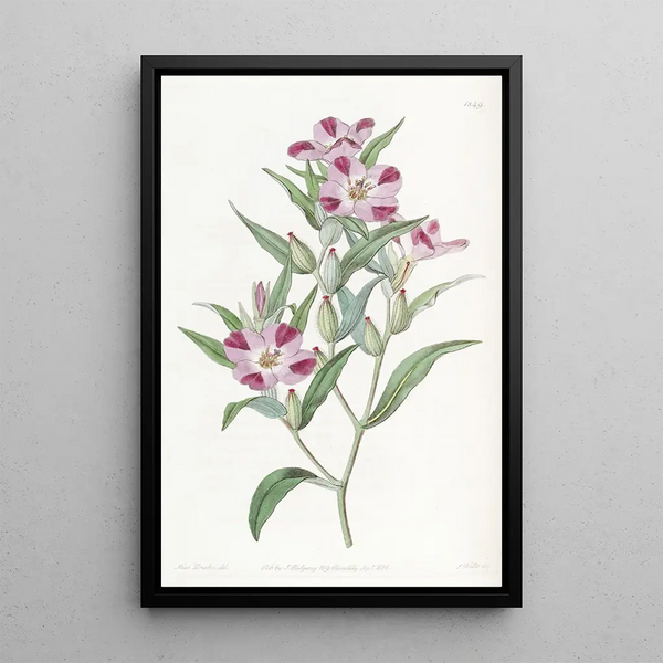 Elegant Godetia Painting - Sydenham Edwards — framed artwork on a wall