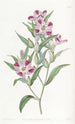 Elegant Godetia Painting - Sydenham Edwards — artwork view