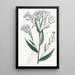 Aster lisse - Sydenham Edwards — framed artwork on a wall