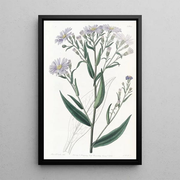 Aster lisse - Sydenham Edwards — framed artwork on a wall