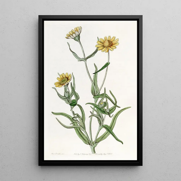 Lasthénie lisse - Sydenham Edwards — framed artwork on a wall