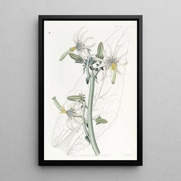 Michauxia lisse - Sydenham Edwards — framed artwork on a wall