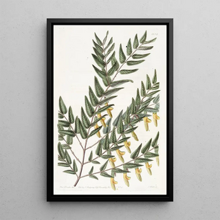 Sydenham Edwards - Smoothbrancched Scottia.webp