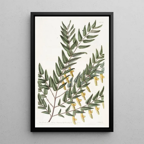 Scottia painting with smooth branches - Sydenham Edwards — framed artwork on a wall