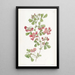 Kennedya with smooth leaves - Sydenham Edwards — framed artwork on a wall