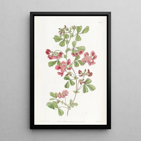 Kennedya with smooth leaves - Sydenham Edwards — framed artwork on a wall