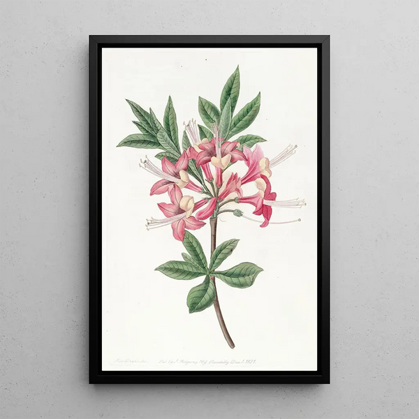 Azalée étincelante - Sydenham Edwards — framed artwork on a wall