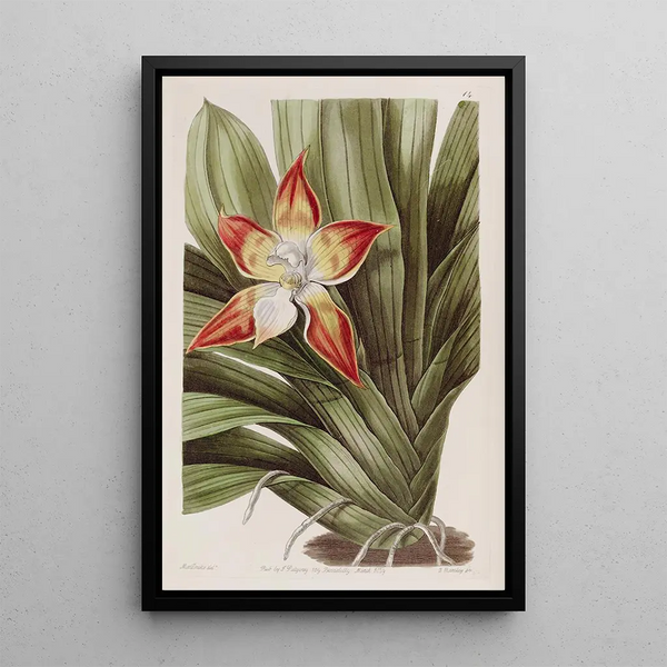 Huntleya tachetée - Sydenham Edwards — framed artwork on a wall