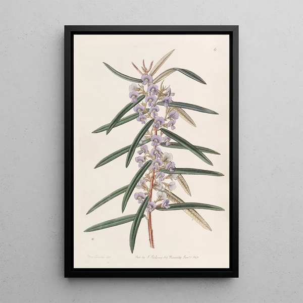 Hovea à épis - Sydenham Edwards — framed artwork on a wall