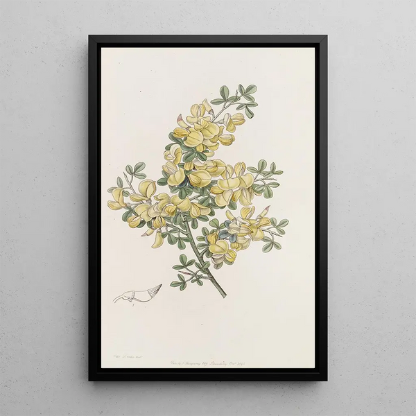 Calycotome épineux - Sydenham Edwards — framed artwork on a wall
