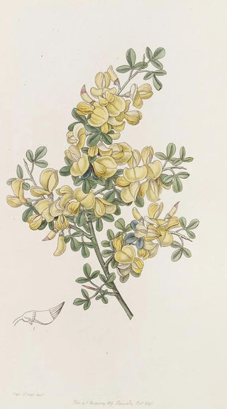 Sydenham Edwards - Spiny Calycotome.webp