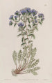 Triptilion épineux painting - Sydenham Edwards — artwork view