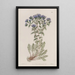 Triptilion épineux painting - Sydenham Edwards — framed artwork on a wall