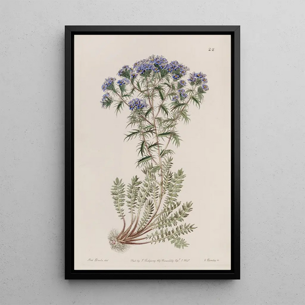 Triptilion épineux painting - Sydenham Edwards — framed artwork on a wall
