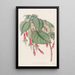 Fuchsia splendid - Sydenham Edwards — framed artwork on a wall