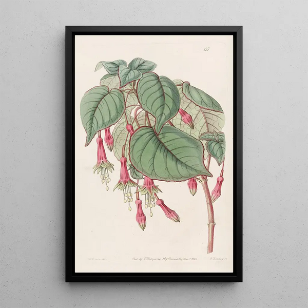 Fuchsia splendid - Sydenham Edwards — framed artwork on a wall