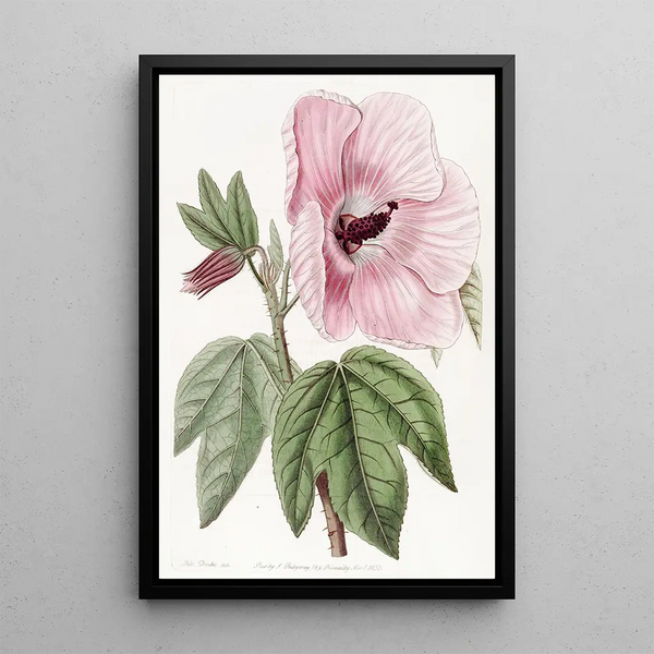 Hibiscus splendide - Sydenham Edwards — framed artwork on a wall