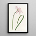 Zéphyranthe de Spofforth - Sydenham Edwards — framed artwork on a wall