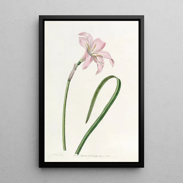 Zéphyranthe de Spofforth - Sydenham Edwards — framed artwork on a wall