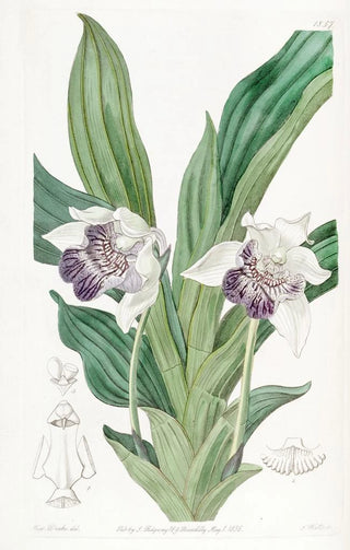 Sydenham Edwards - Spoonlipped Zygopetalum.webp