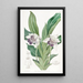 Zygopetalum with spoon-shaped lips - Sydenham Edwards — framed artwork on a wall