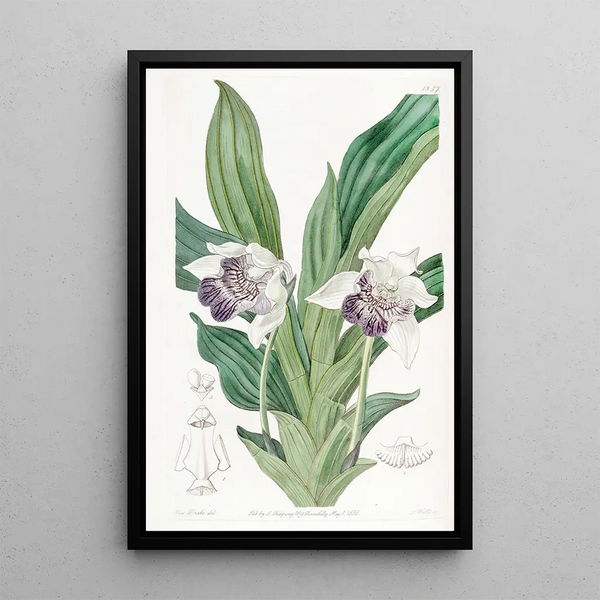 Zygopetalum with spoon-shaped lips - Sydenham Edwards — framed artwork on a wall