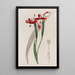 Tige raide sans tache - Sydenham Edwards — framed artwork on a wall