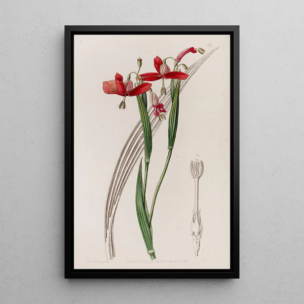 Tige raide sans tache - Sydenham Edwards — framed artwork on a wall