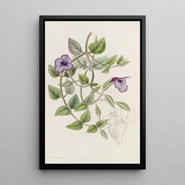 Torenia violette sans tache - Sydenham Edwards — framed artwork on a wall
