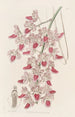 Plant pattern painting - Sydenham Edwards — artwork view