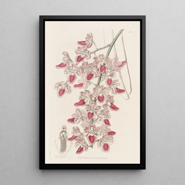 Plant pattern painting - Sydenham Edwards — framed artwork on a wall