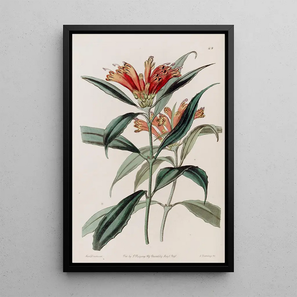 Blushwort tacheté - Sydenham Edwards — framed artwork on a wall
