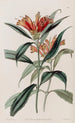 Blushwort tacheté - Sydenham Edwards — artwork view