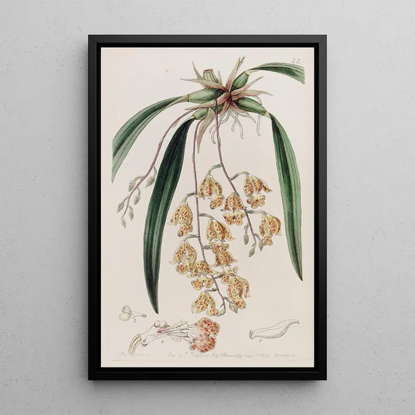Burlingtonia tachetée - Sydenham Edwards — framed artwork on a wall