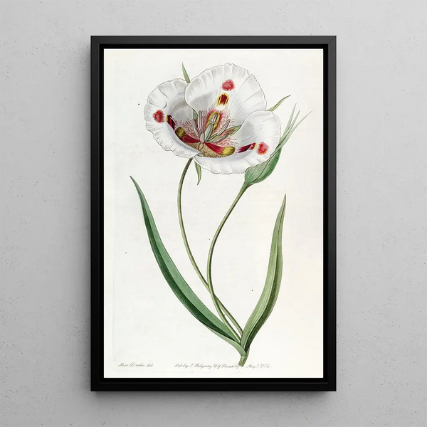 Calochortus tacheté - Sydenham Edwards — framed artwork on a wall